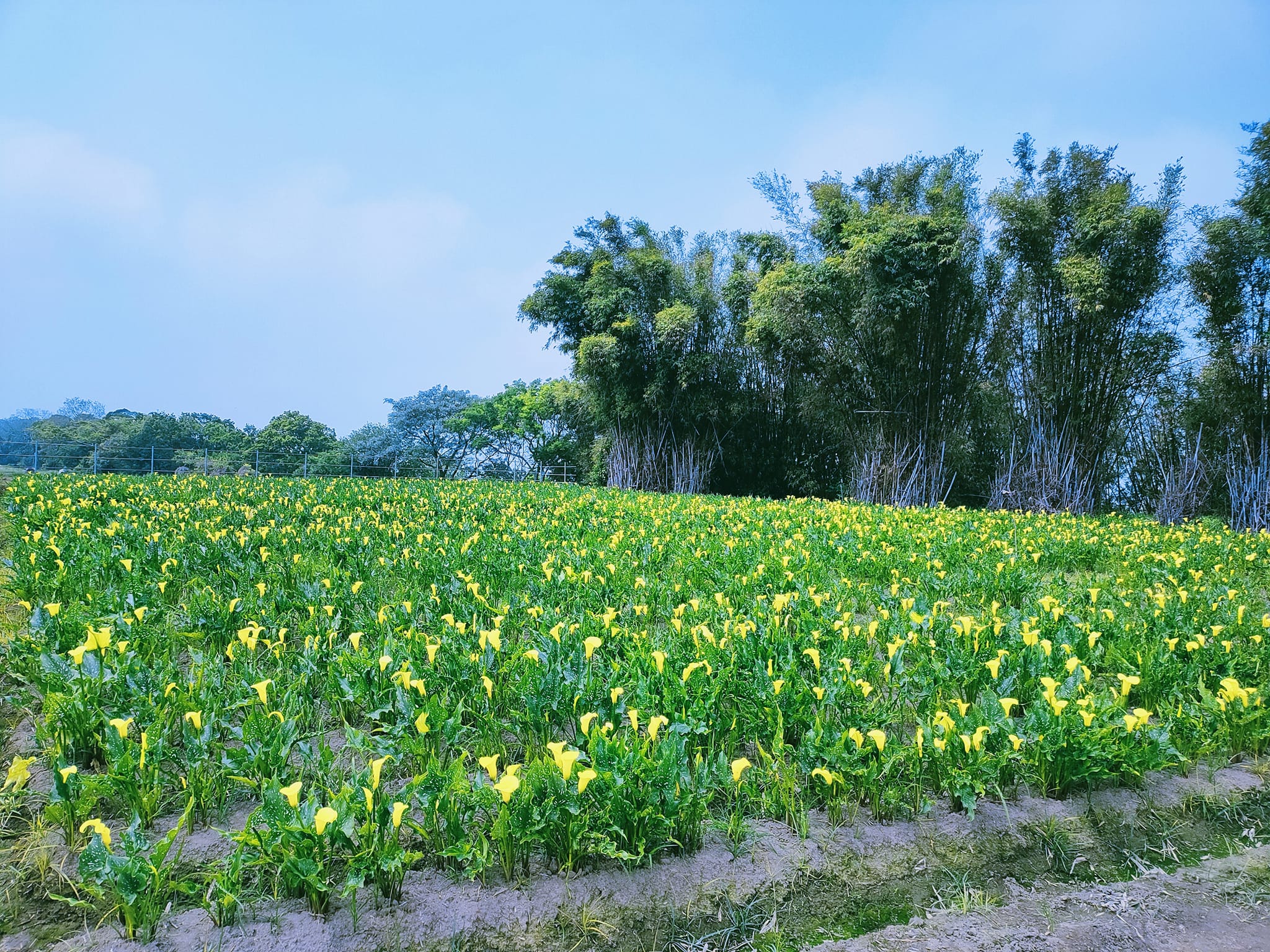 台中外埔,外埔海芋花田