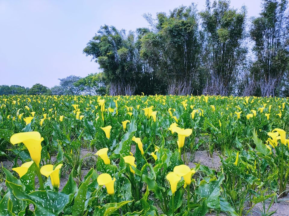 台中外埔,外埔海芋花田