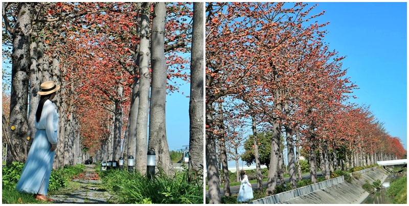 145縣道木棉花,2017年虎尾木棉花,木棉花最新花況,雲林虎尾 @可人之家