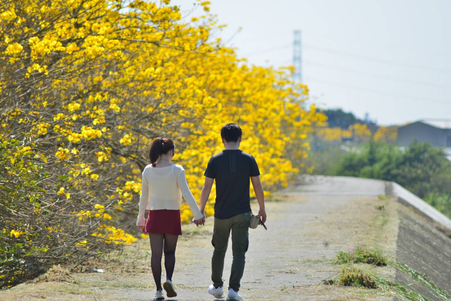 大林鎮陳井寮堤防黃花風鈴木