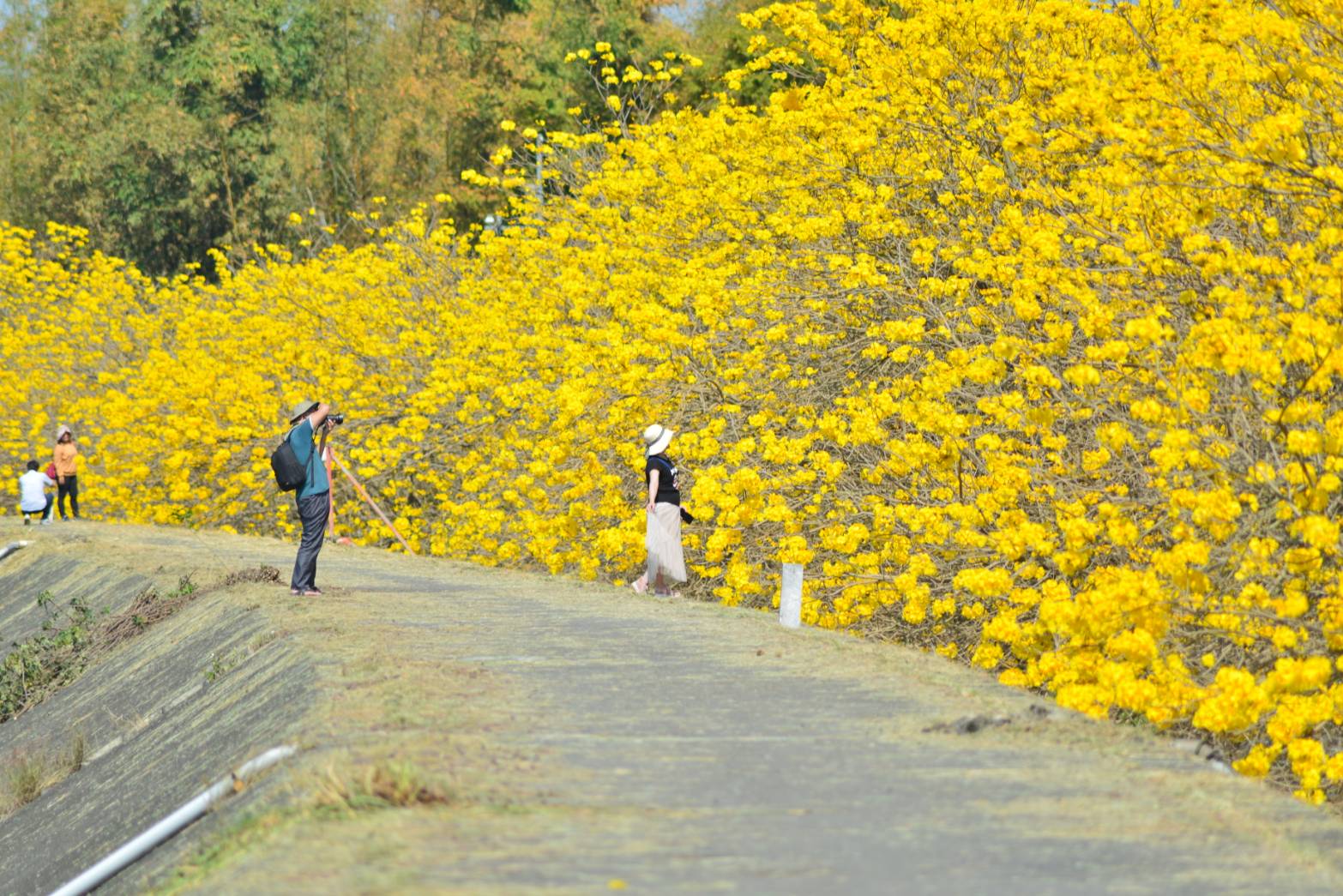 大林鎮陳井寮堤防黃花風鈴木