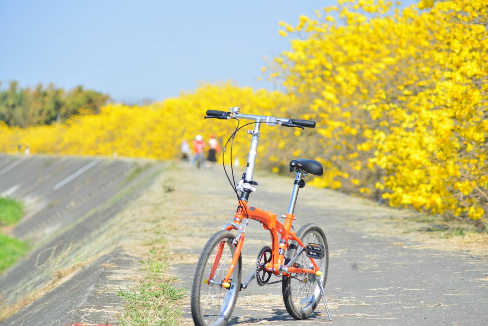 大林鎮陳井寮堤防黃花風鈴木