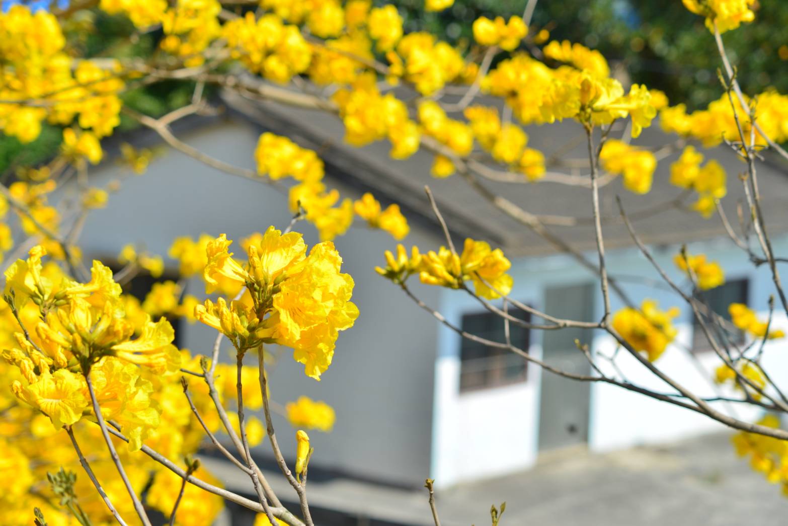 大林鎮陳井寮堤防黃花風鈴木