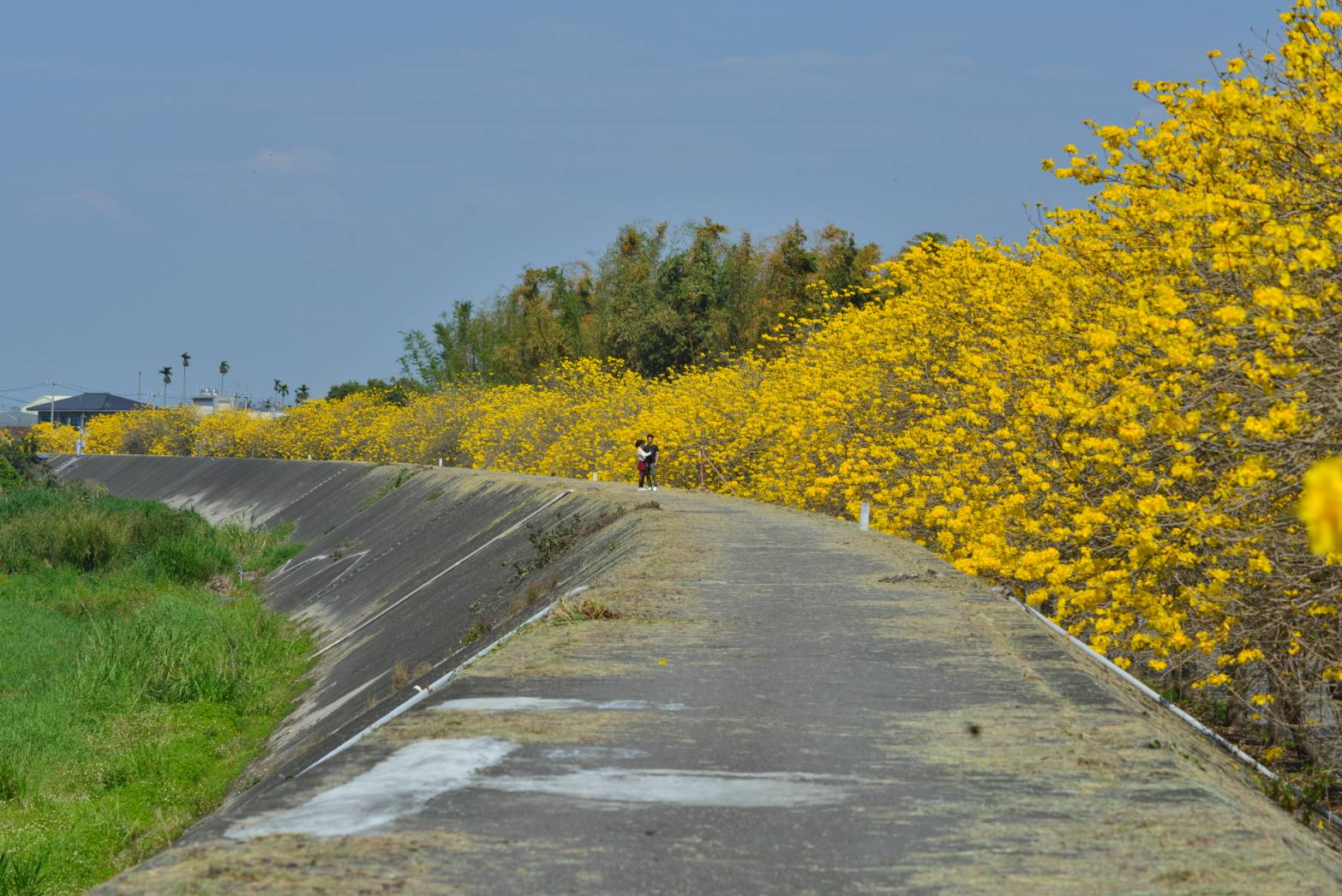 大林鎮陳井寮堤防黃花風鈴木