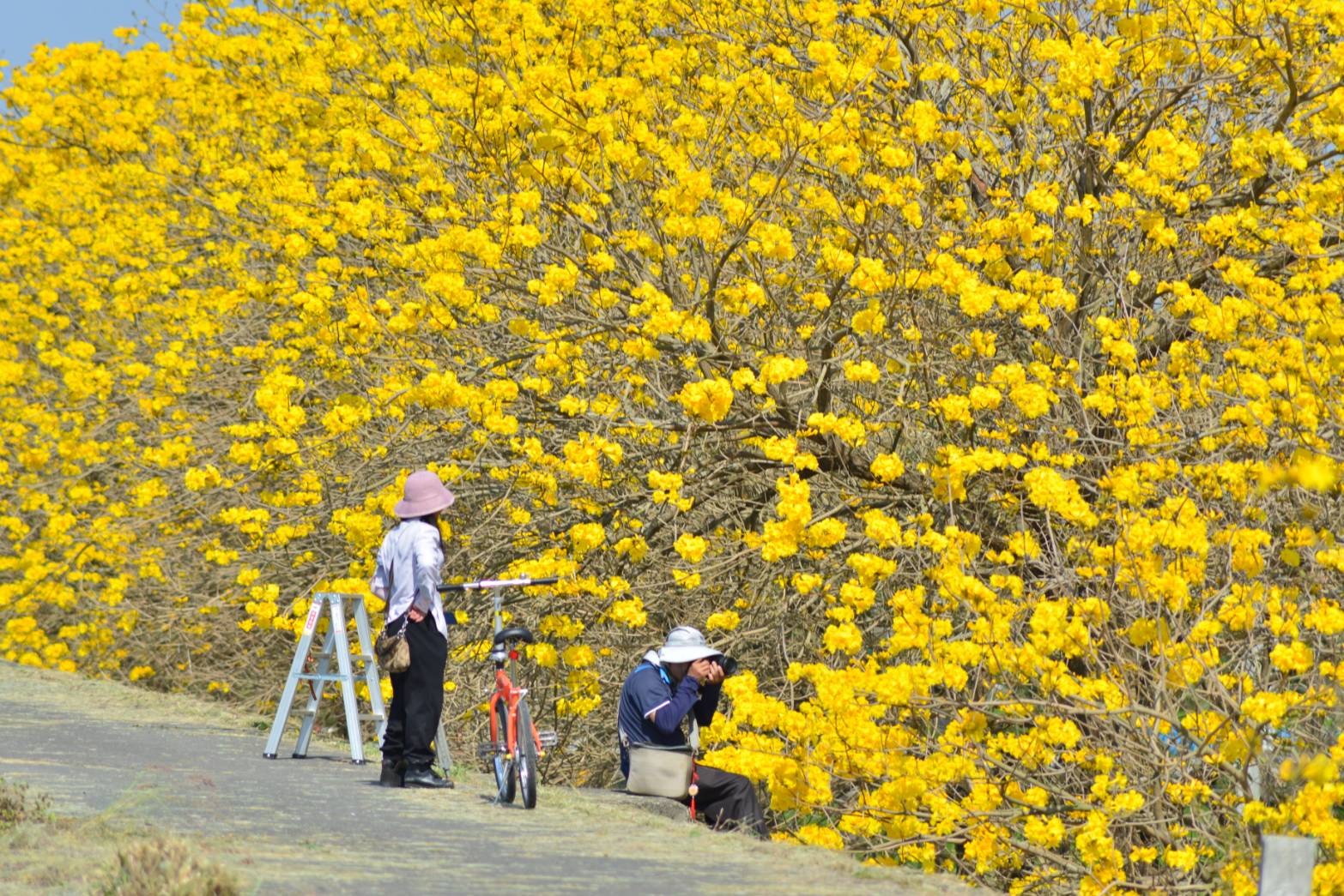 大林鎮陳井寮堤防黃花風鈴木