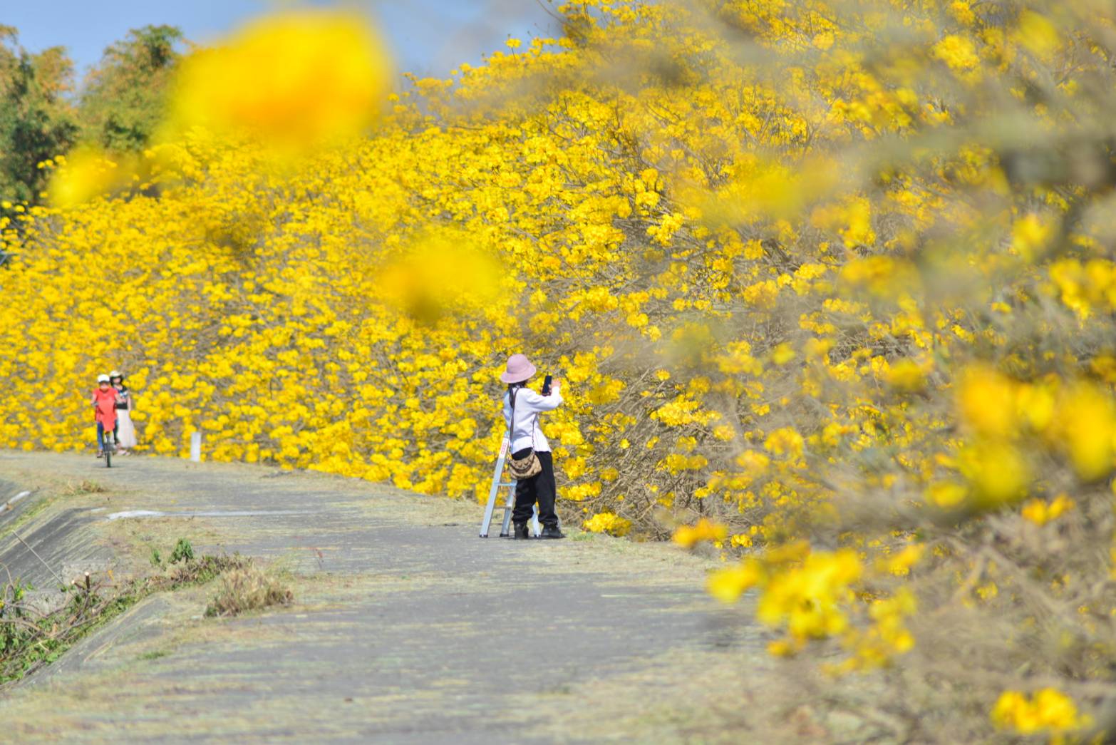 大林鎮陳井寮堤防黃花風鈴木