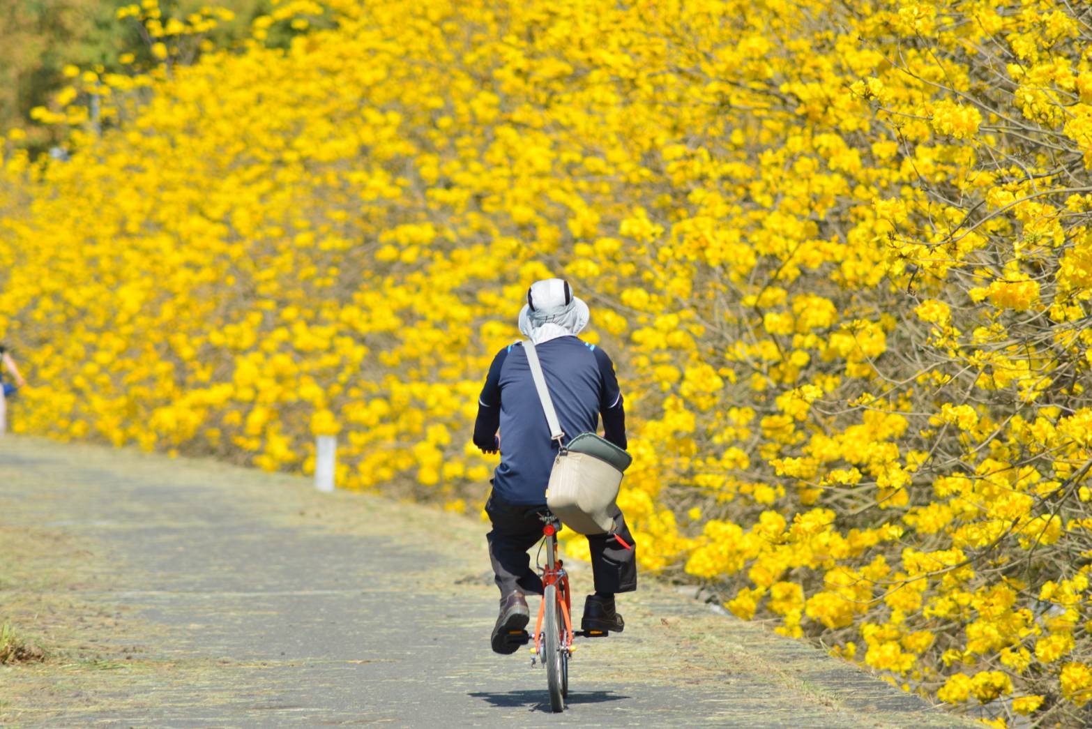 大林鎮陳井寮堤防黃花風鈴木