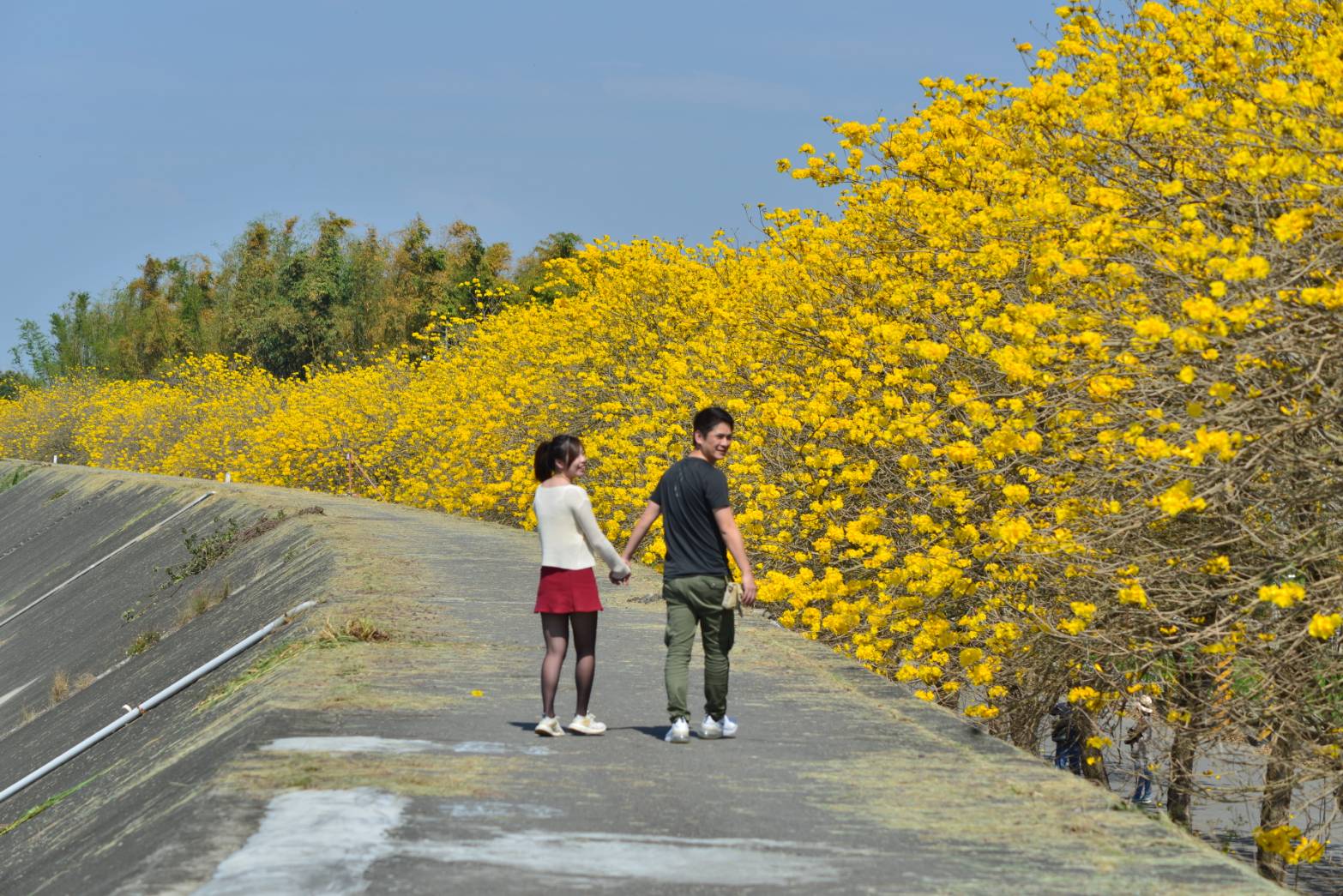 大林鎮陳井寮堤防黃花風鈴木