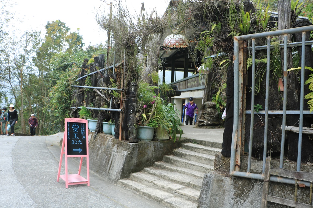 萬年峽谷麝香木,雲林古坑景點