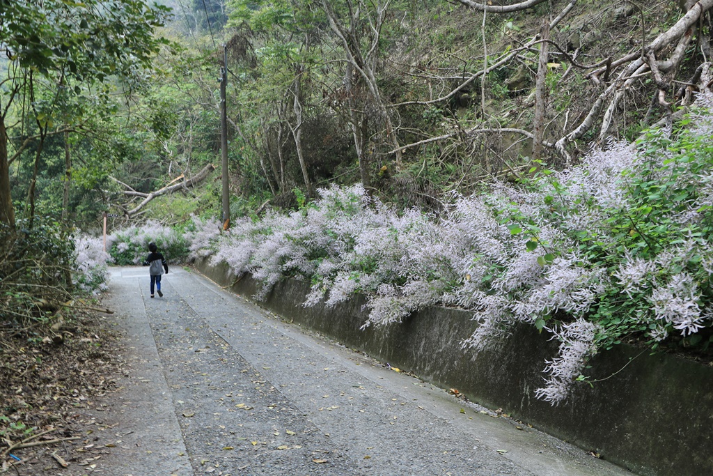 萬年峽谷麝香木,雲林古坑景點