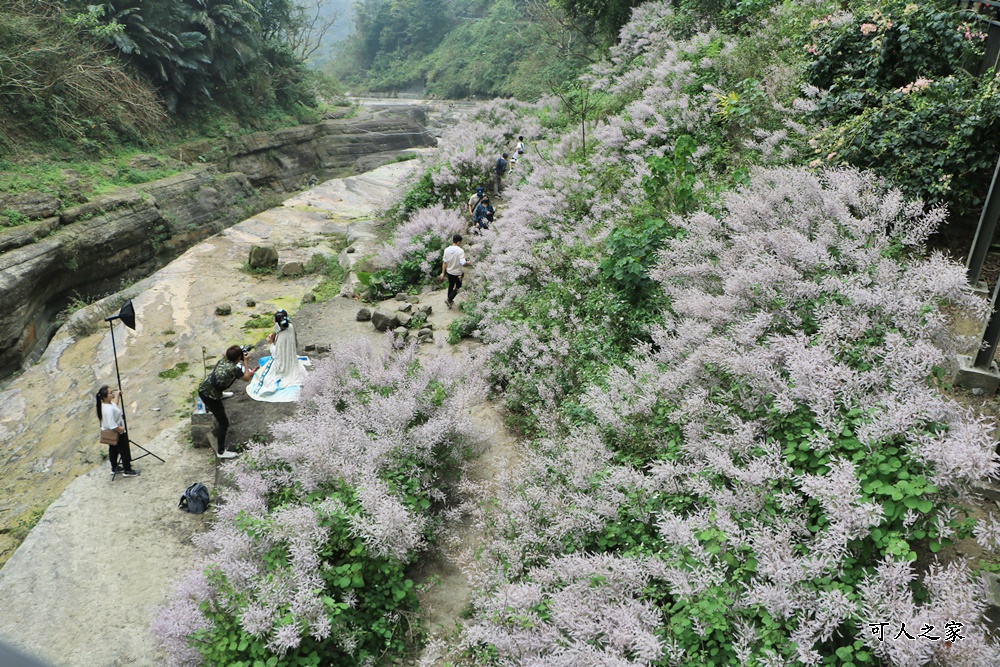 萬年峽谷麝香木,雲林古坑景點