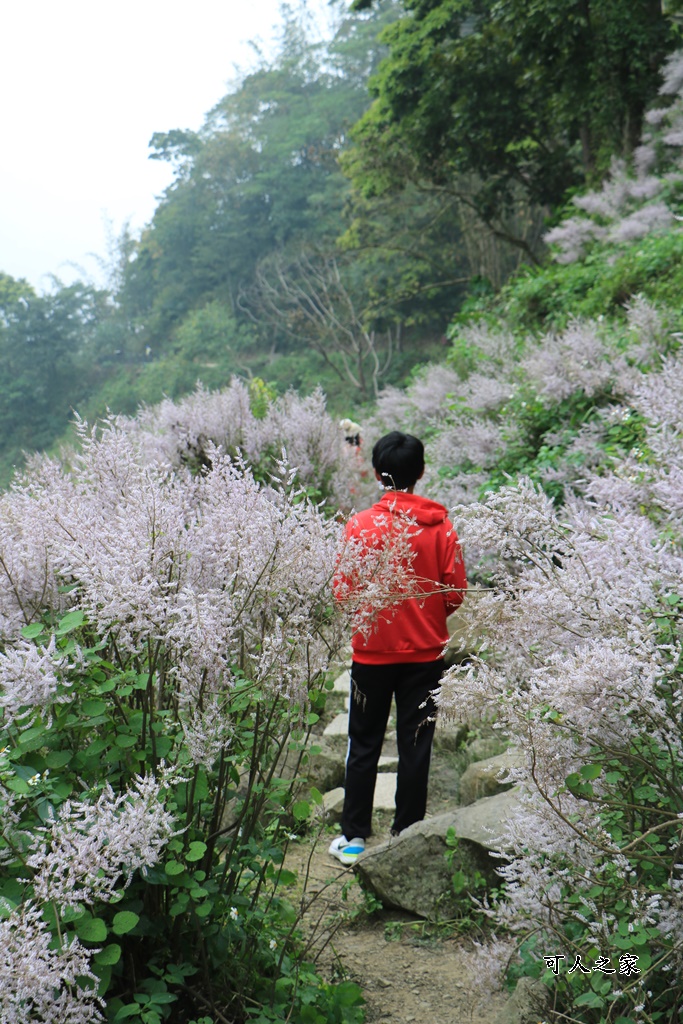 萬年峽谷麝香木,雲林古坑景點