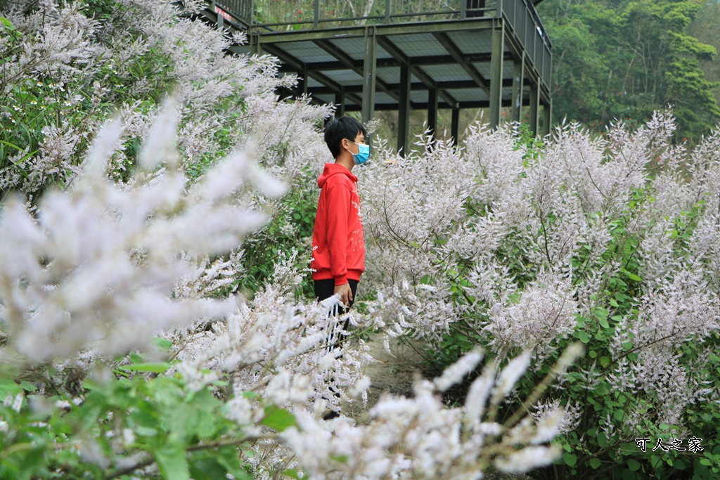 萬年峽谷麝香木,雲林古坑景點