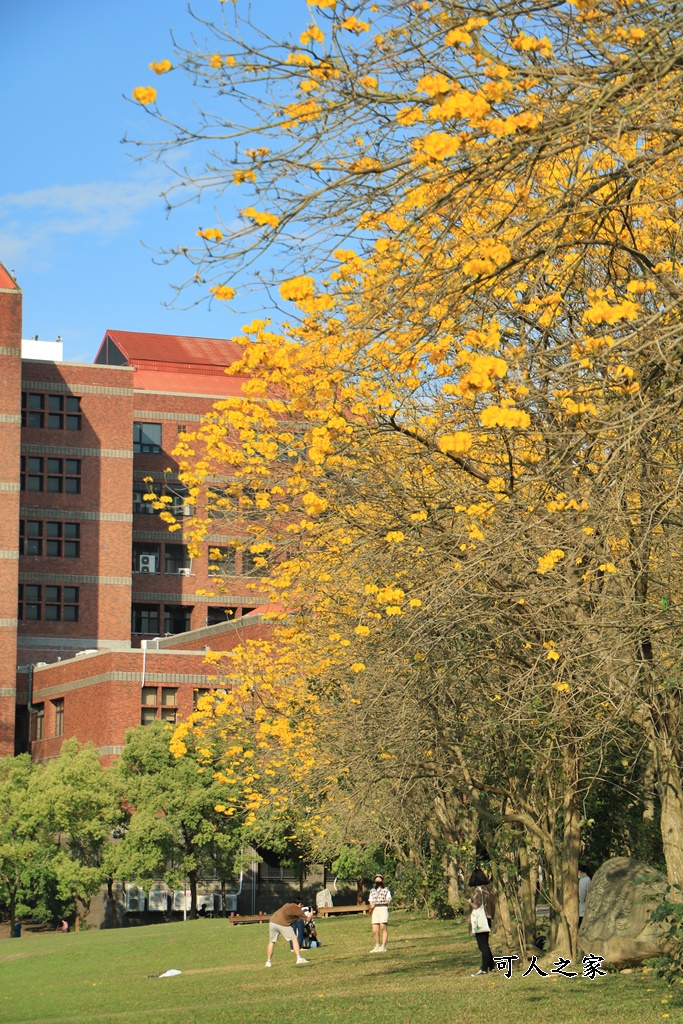 中正大學黃花風鈴木