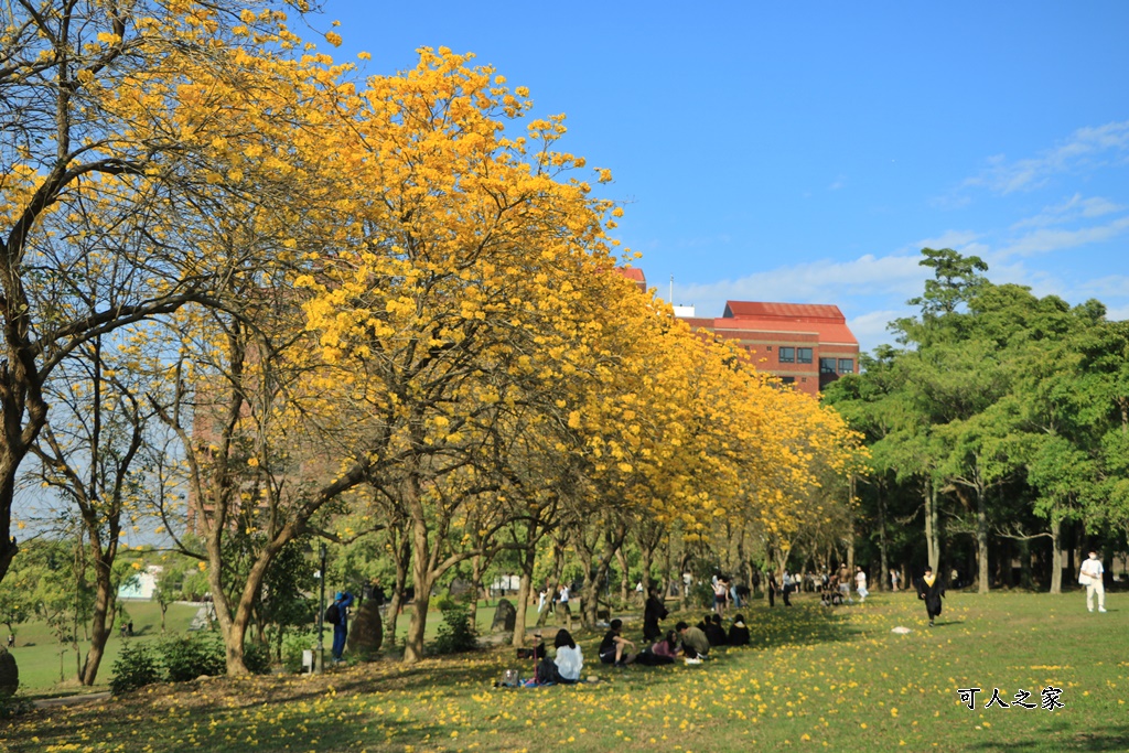 中正大學黃花風鈴木