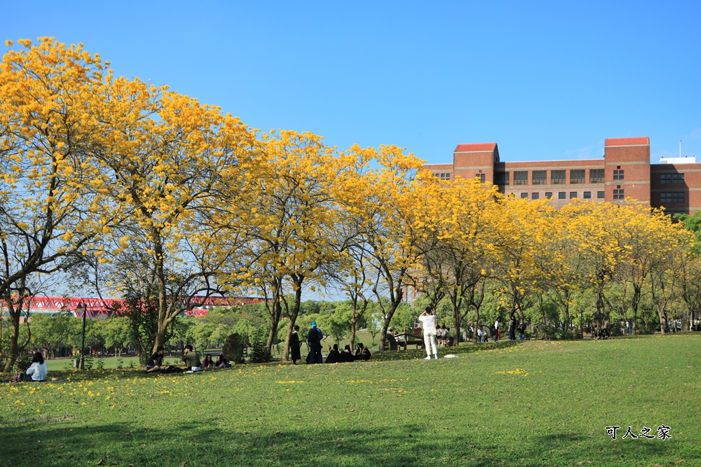 中正大學黃花風鈴木