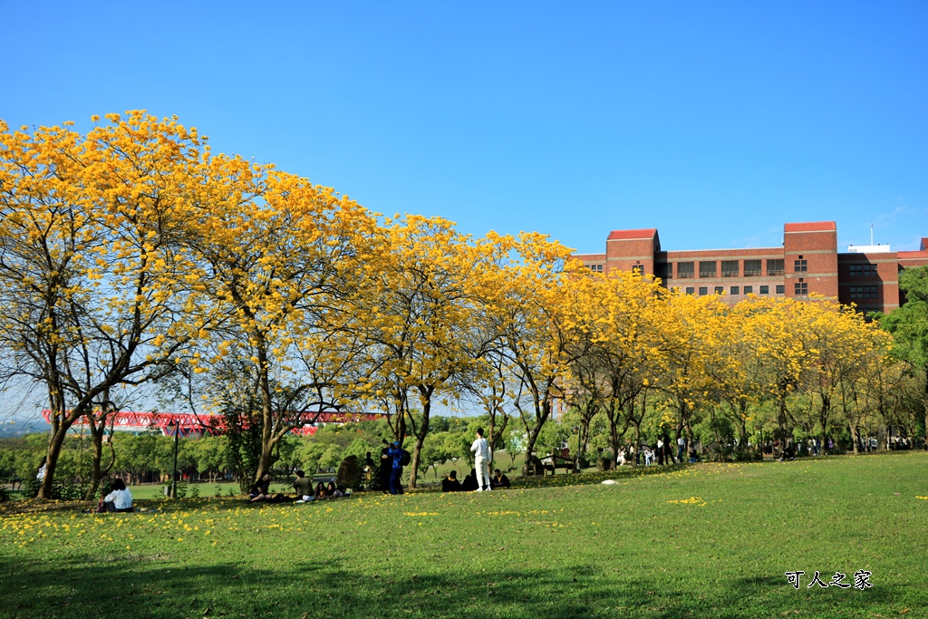 中正大學黃花風鈴木