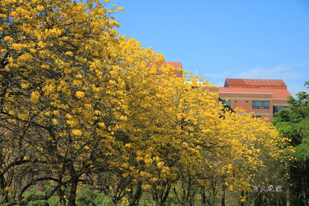 中正大學黃花風鈴木