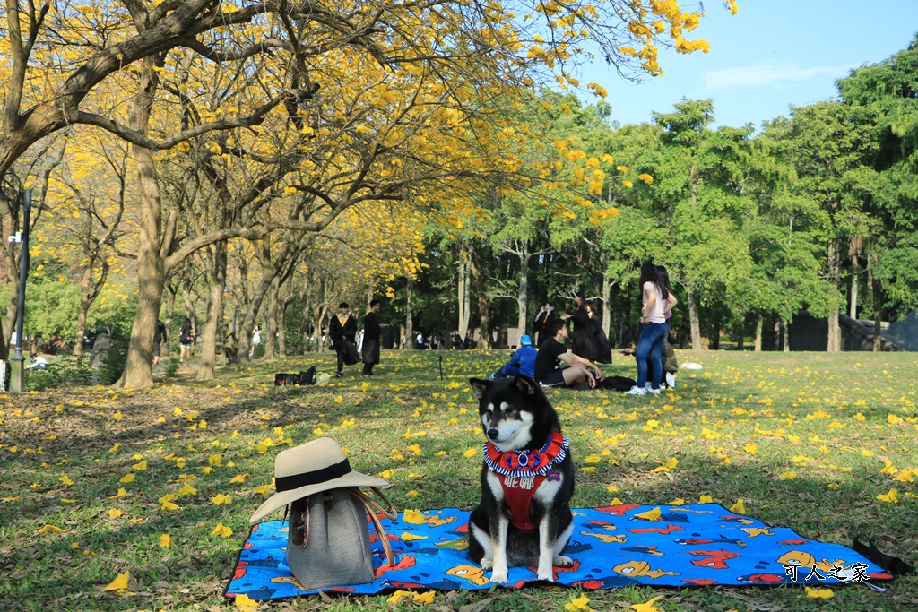 中正大學黃花風鈴木