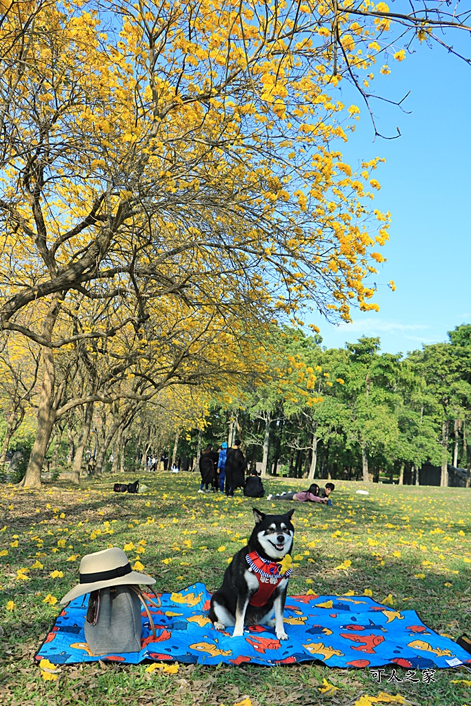 中正大學黃花風鈴木