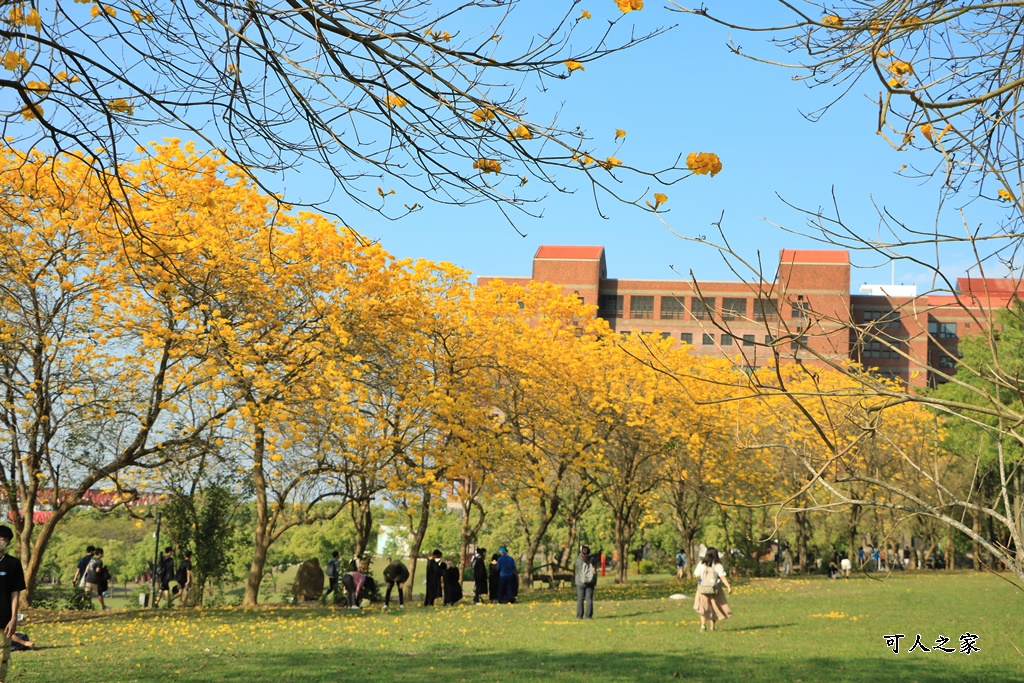 中正大學黃花風鈴木