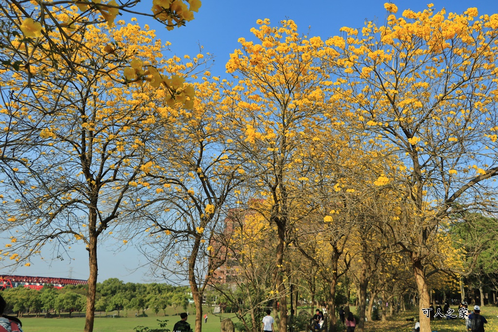 中正大學黃花風鈴木