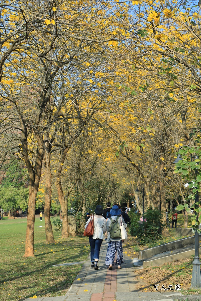 中正大學黃花風鈴木