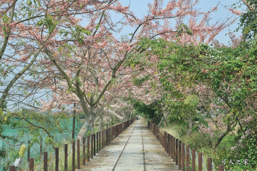 台南花旗木