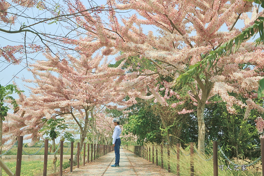 台南花旗木