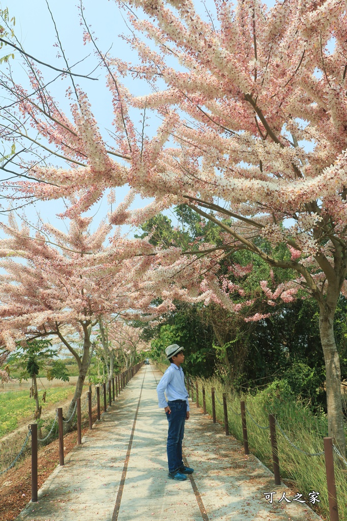 台南花旗木