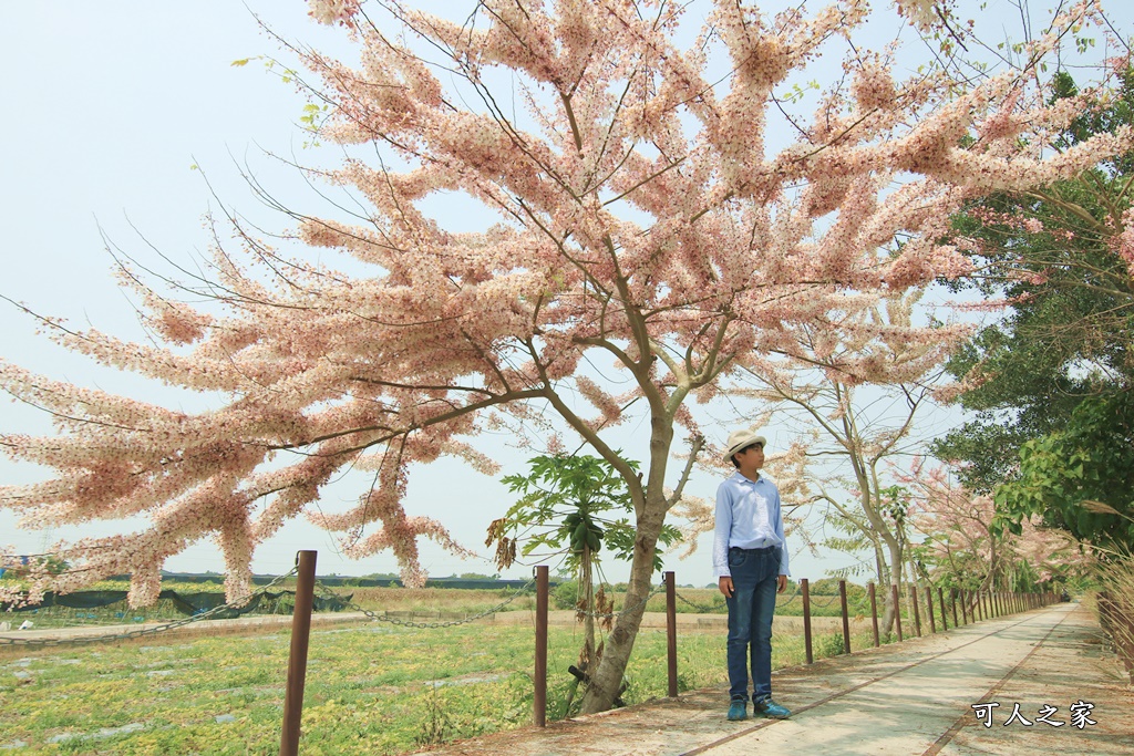 台南花旗木