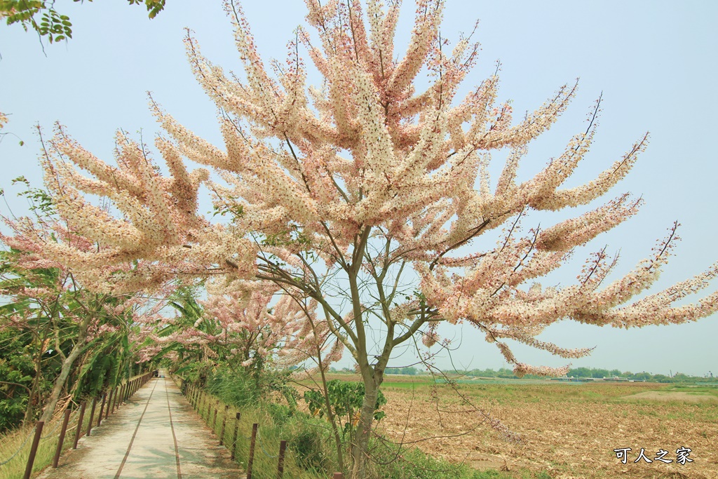 台南花旗木