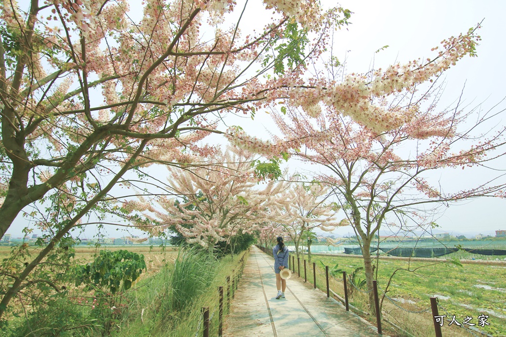 台南花旗木