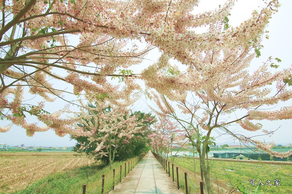 台南花旗木