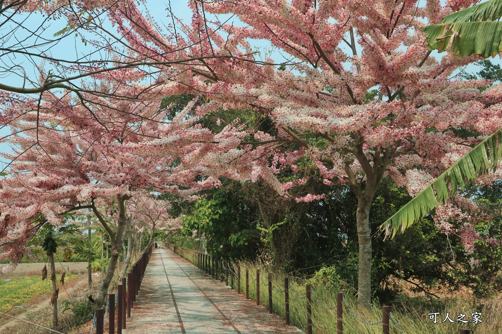 台南花旗木