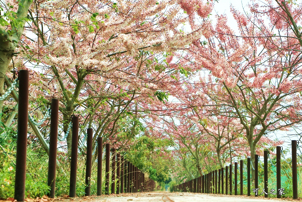 台南花旗木