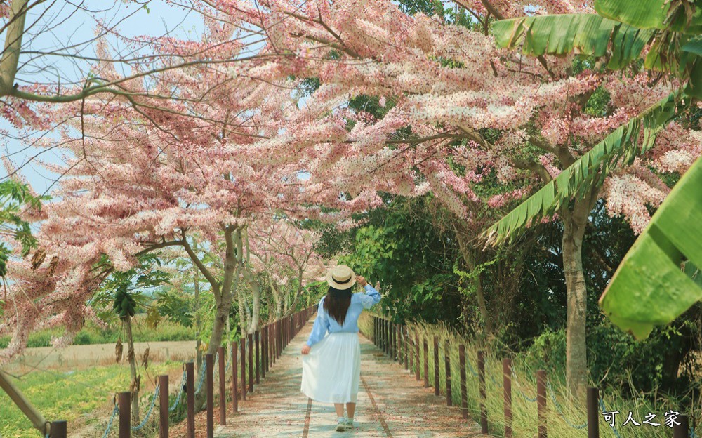 台南花旗木