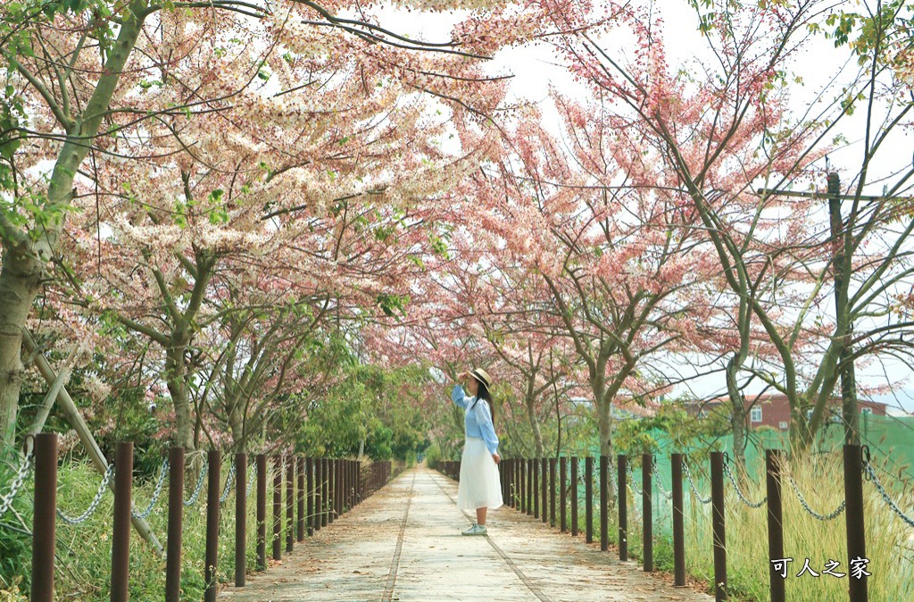 台南花旗木