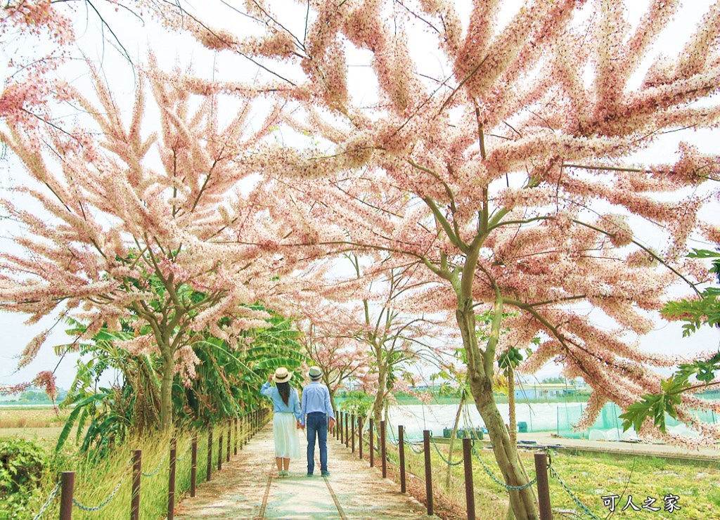 台南花旗木