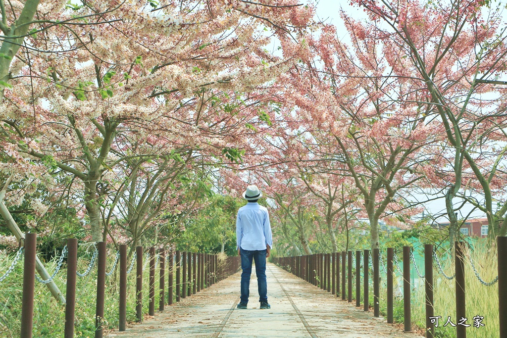 台南花旗木