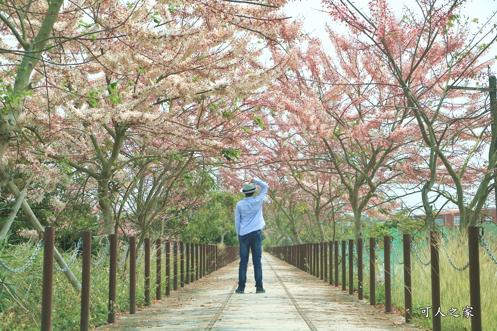 台南花旗木