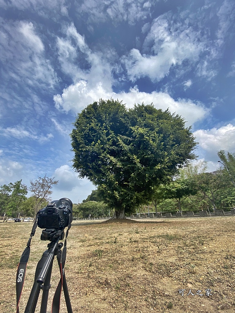 大葉大學愛心樹