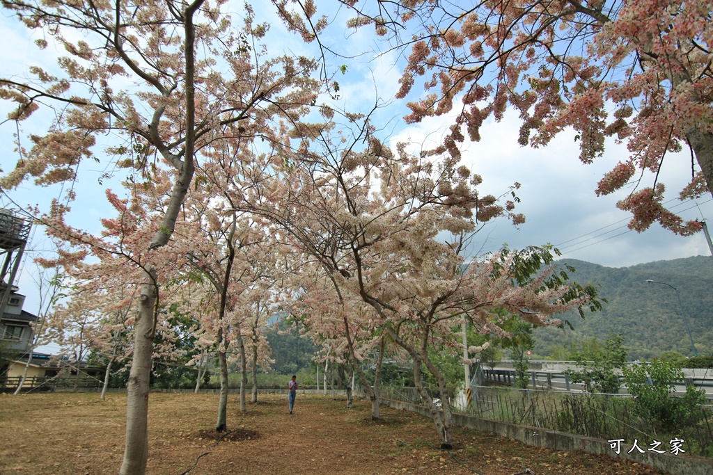 國道尾端停車場,埔里內埔飛場,埔里花旗木