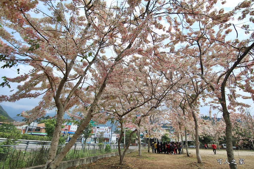 國道尾端停車場,埔里內埔飛場,埔里花旗木