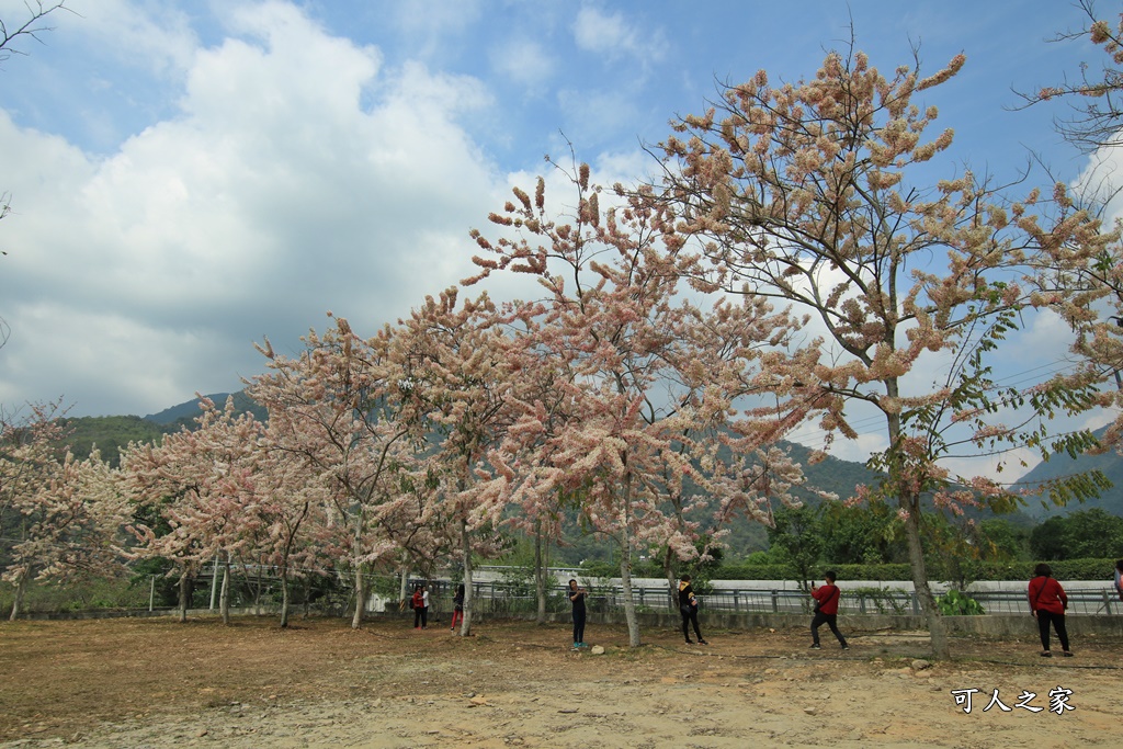 國道尾端停車場,埔里內埔飛場,埔里花旗木