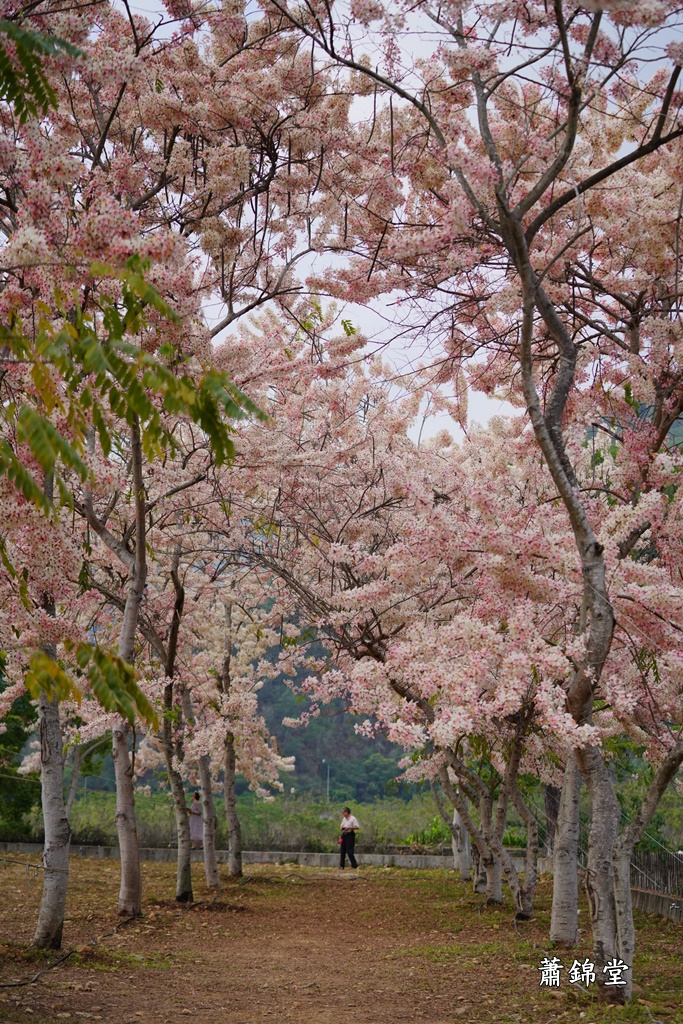 國道尾端停車場,埔里內埔飛場,埔里花旗木