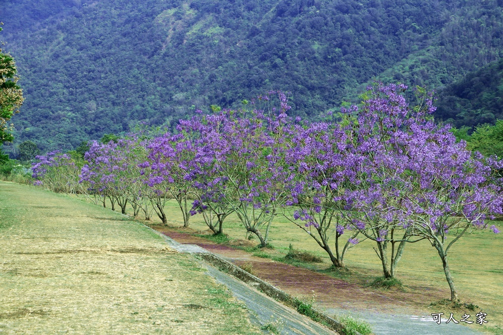 國道尾端停車場,埔里內埔飛場,埔里花旗木