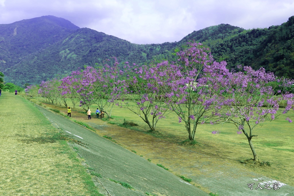 國道尾端停車場,埔里內埔飛場,埔里花旗木