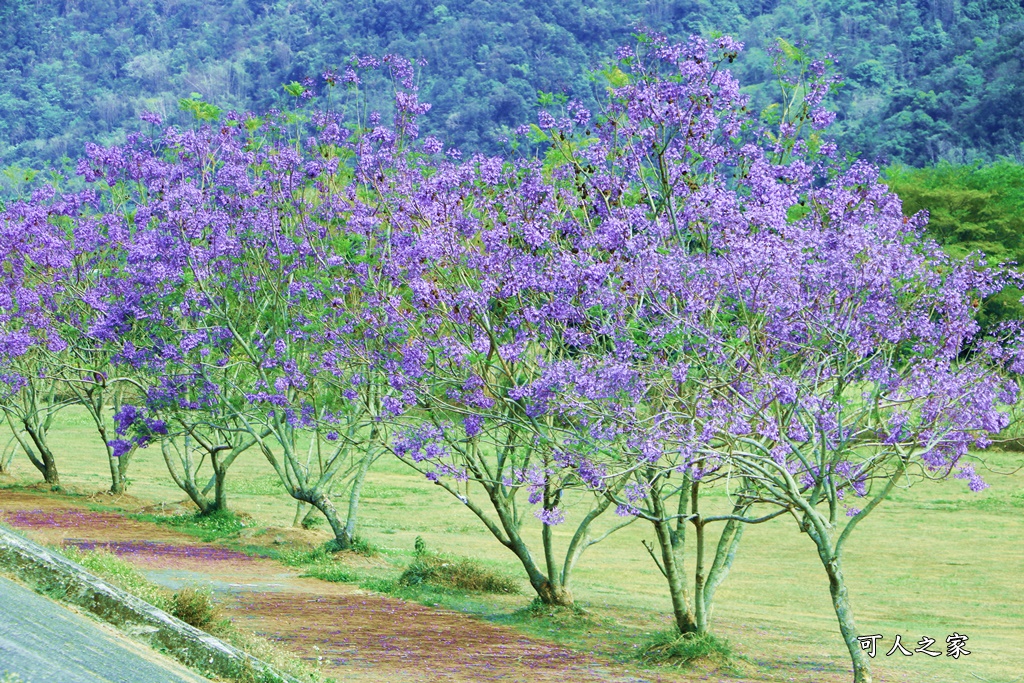 國道尾端停車場,埔里內埔飛場,埔里花旗木