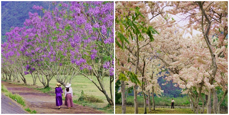 國道尾端停車場,埔里內埔飛場,埔里花旗木 @可人之家